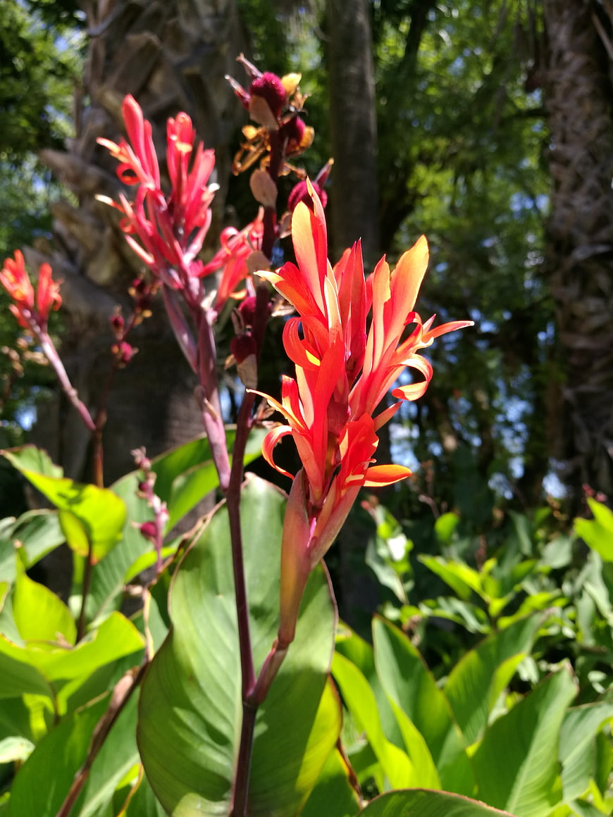 Vibrant Red Canna Lily Flowers in Sunlit Garden