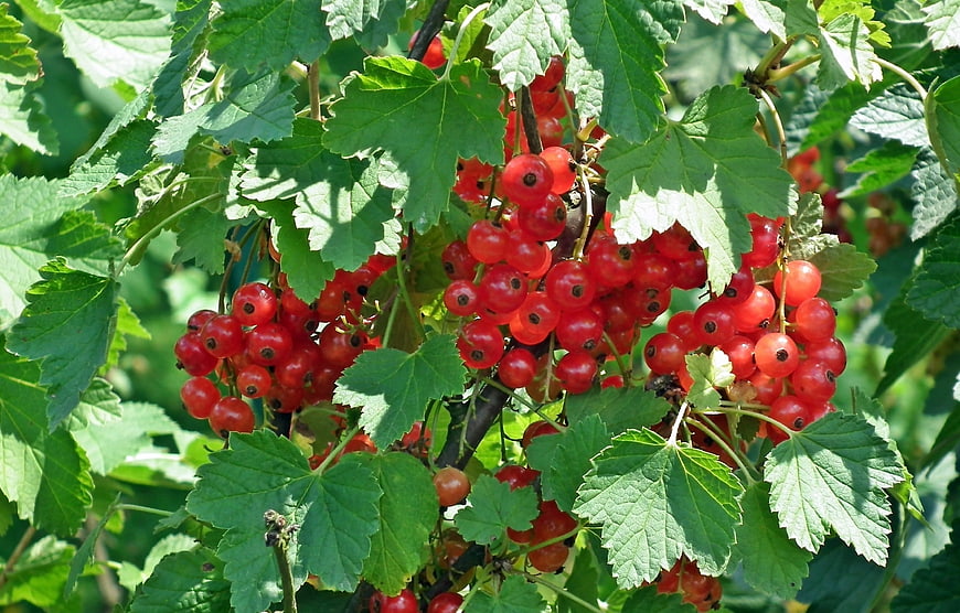 Ripe Red Currants Hanging on Bush in Sunlight