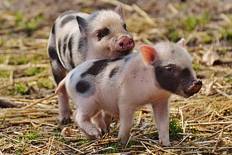 Two cute spotted piglets standing on straw outdoors