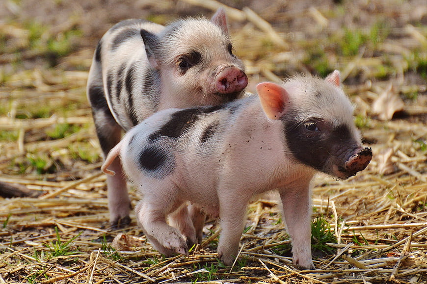 Two cute spotted piglets standing on straw outdoors