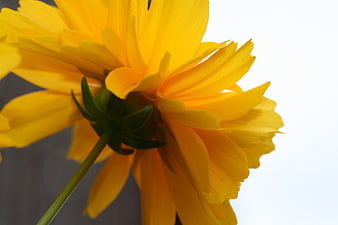 Close-up of a vibrant yellow cosmos flower against a white background
