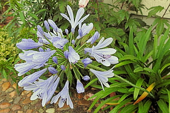Close-up of purple agapanthus flowers with raindrops