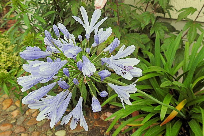 Close-up of purple agapanthus flowers with raindrops