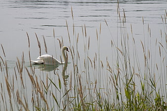 White Swan Swimming in Lake Among Tall Reeds