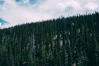 Dense evergreen forest on a steep mountain slope under cloudy sky