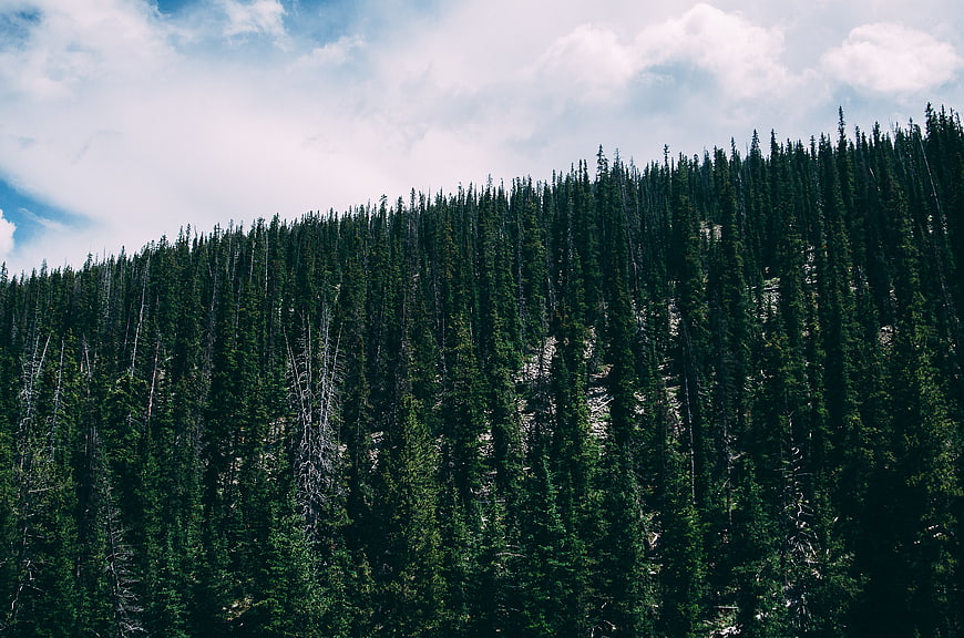 Dense evergreen forest on a steep mountain slope under cloudy sky