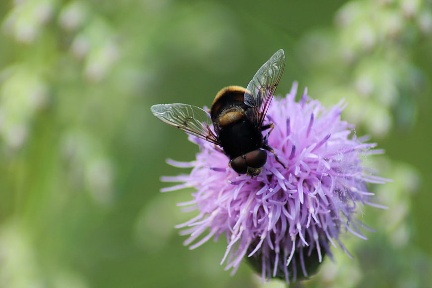 Close-up of a Hoverfly on a Purple Thistle Flower