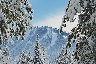 Snow-covered pine trees framing a winter mountain landscape