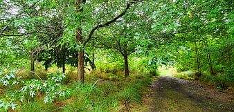 Peaceful Forest Path Surrounded by Green Trees