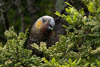 Kea Parrot Eating in New Zealand Forest Foliage