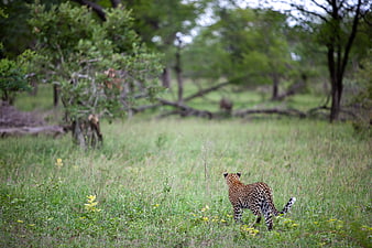 Leopard walking away in African savanna grassland