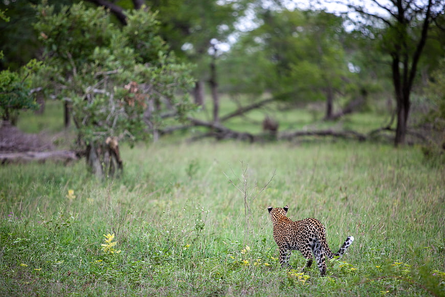 Leopard walking away in African savanna grassland