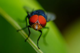 Macro Close-Up of Blue Bottle Fly on Green Leaf