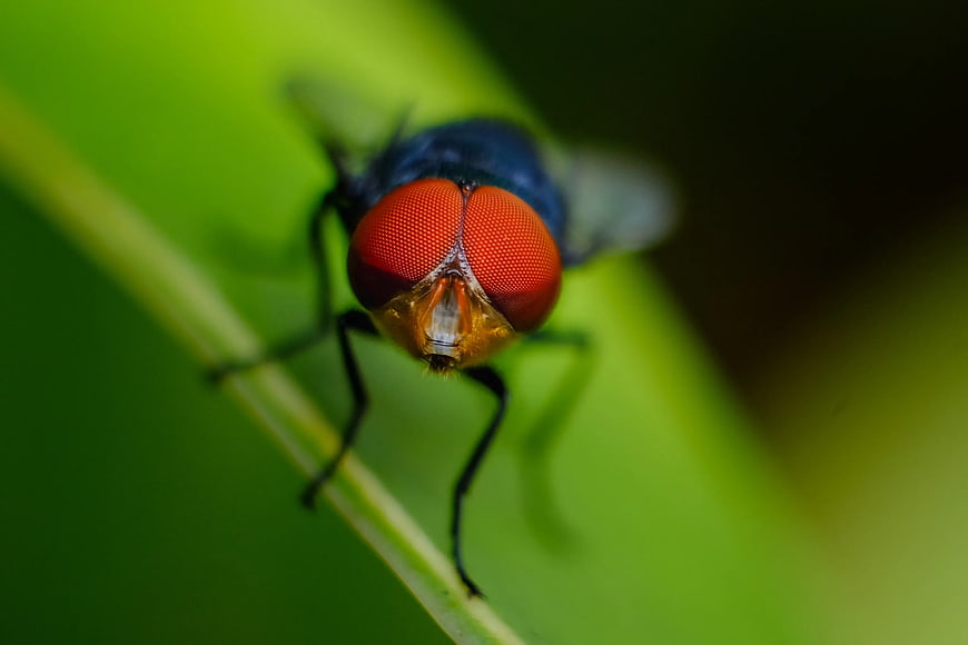 Macro Close-Up of Blue Bottle Fly on Green Leaf