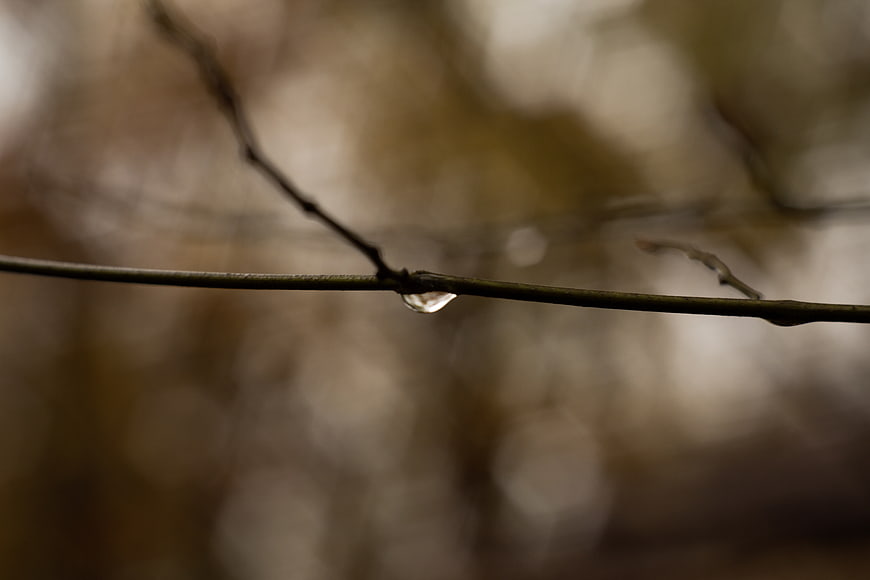 Close-up of a water droplet on a thin branch with bokeh background