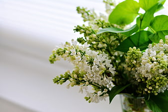 White Lilac Blossoms In Glass Vase Against Bright Window Background