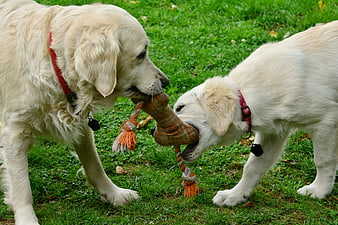 Two Golden Retrievers Playing Tug of War with Toy