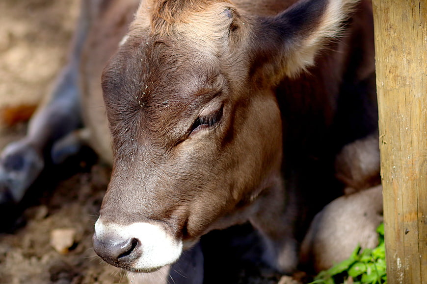 Close-up of a brown calf resting near a wooden post