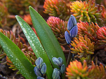Blue Grape Hyacinth Buds with Succulents and Dew Drops