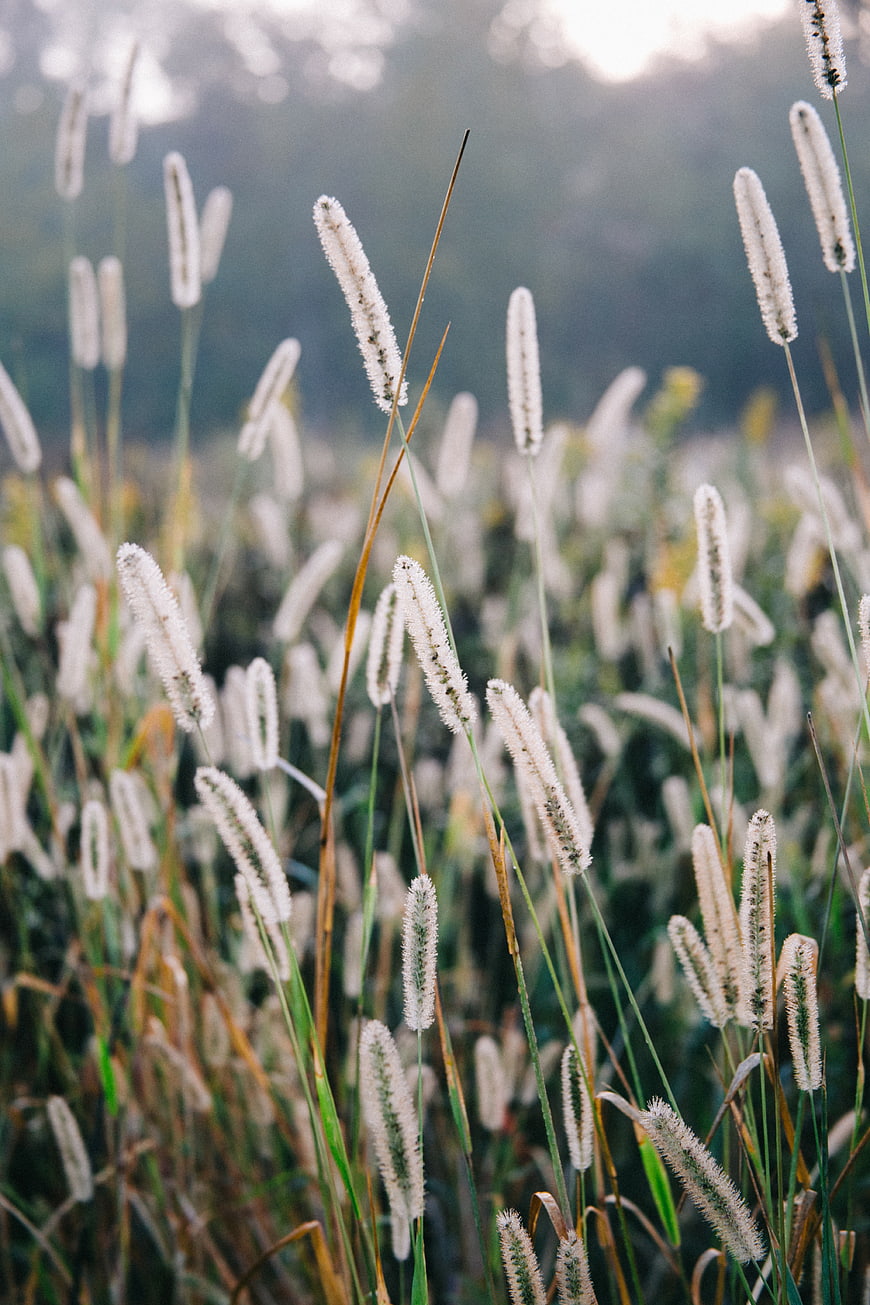 Soft Focus White Grass Stems in a Field