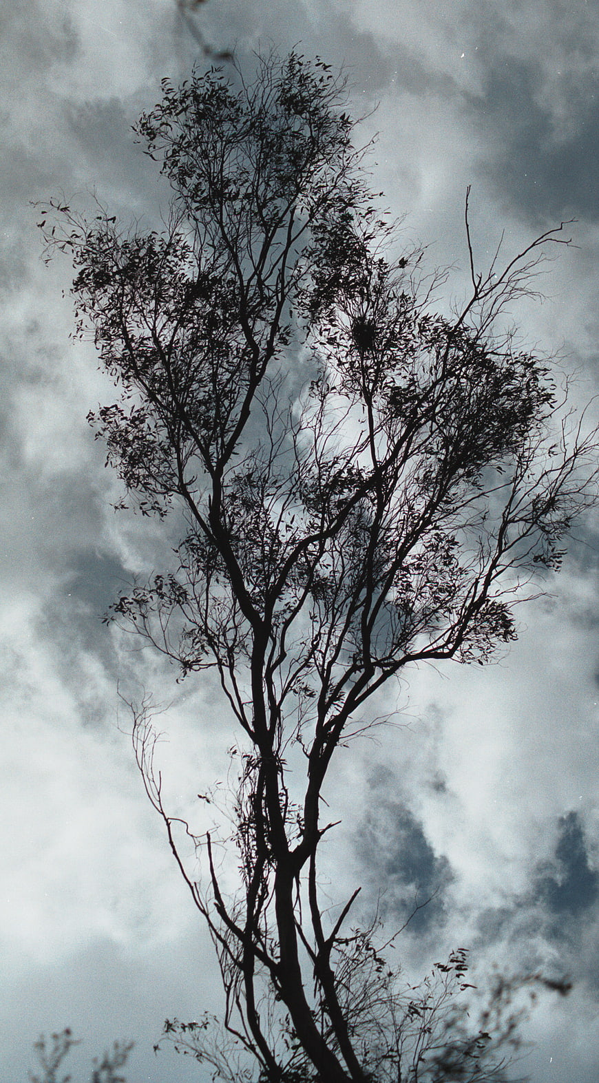 Silhouette of tall tree against dramatic cloudy sky