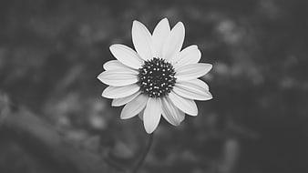 Black and White Close-Up of a Daisy Flower