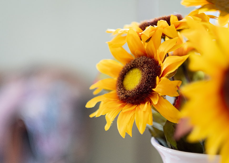 Close-up of bright yellow sunflowers in a white vase