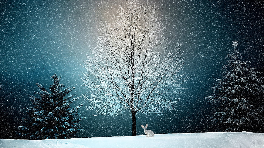 Snowy Winter Forest with Rabbit and Frosty Trees
