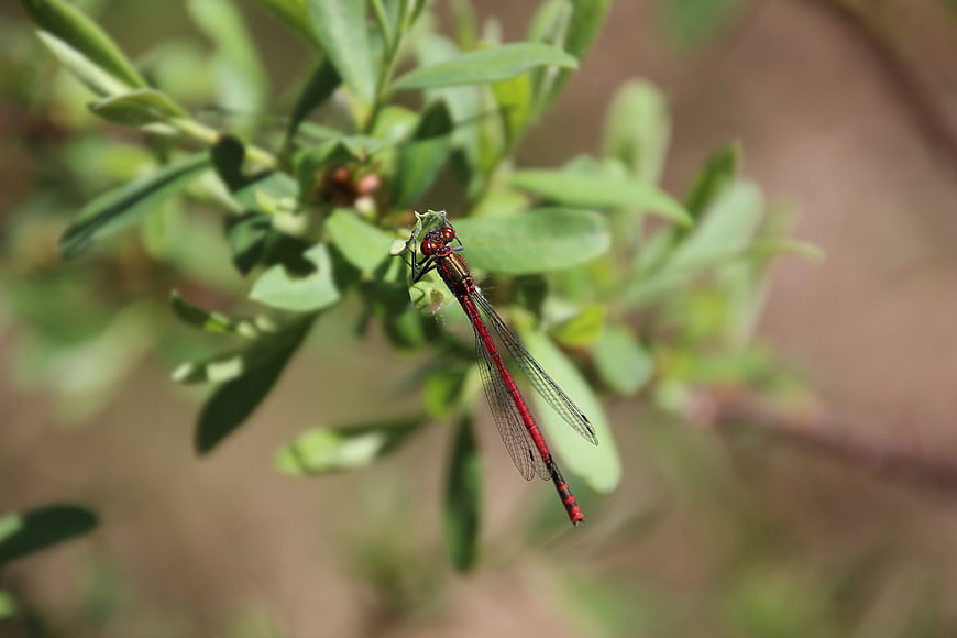 Red damselfly perched on green plant leaves