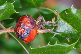 Close-up of a shriveled red rose hip on a green leaf