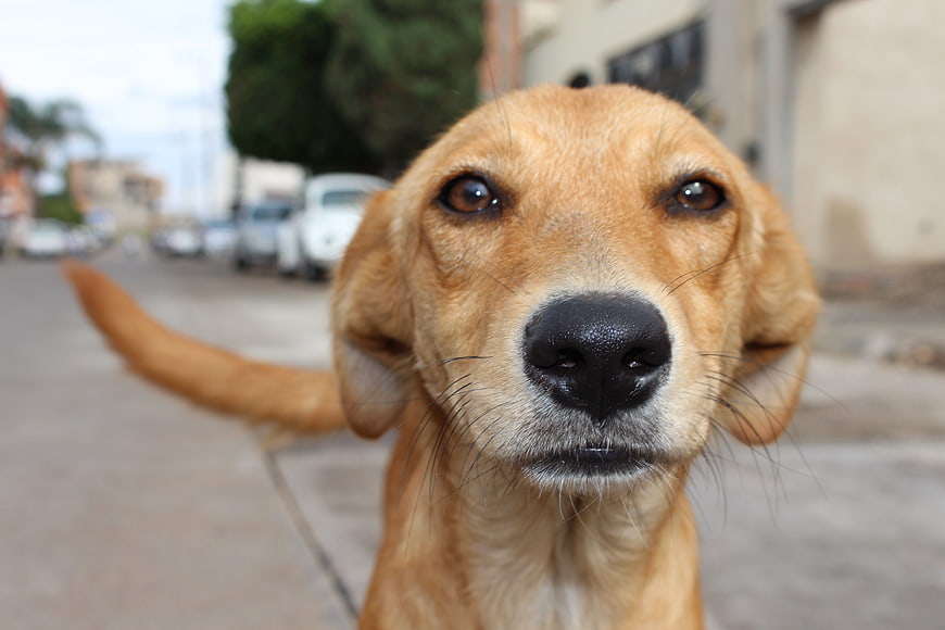 Close-up portrait of a cute golden dog on a street