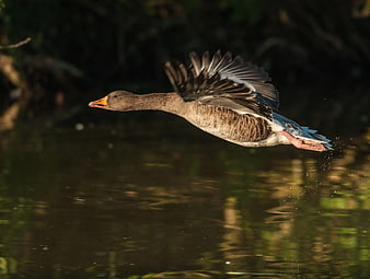 Greylag Goose Flying Low Over Water at Sunset