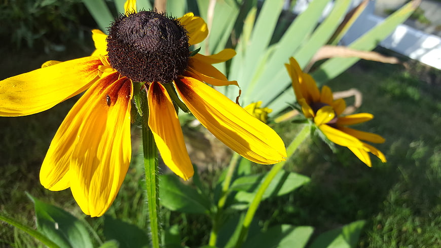 Close-up of a vibrant yellow Black-eyed Susan flower in a garden