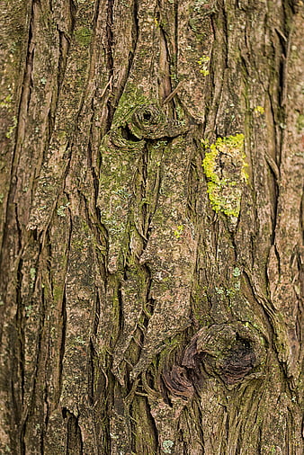 Close-up of textured tree bark with moss and knots