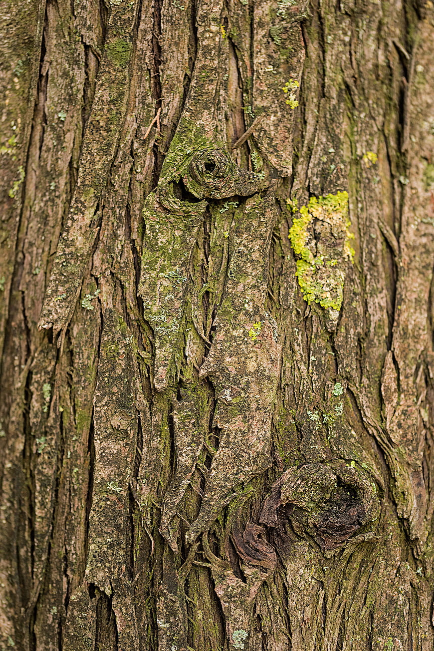 Close-up of textured tree bark with moss and knots