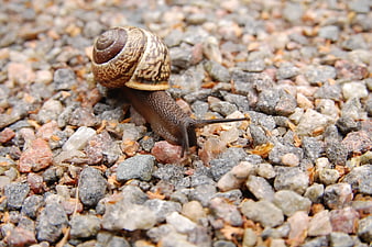 Close-up of a brown snail crawling on gravel