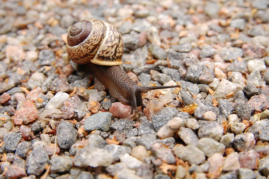 Close-up of a brown snail crawling on gravel