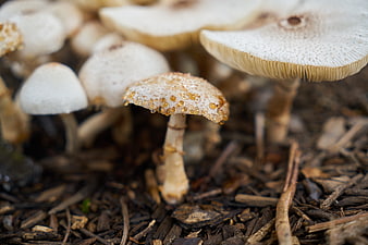 Macro shot of small white mushrooms growing in dark forest soil