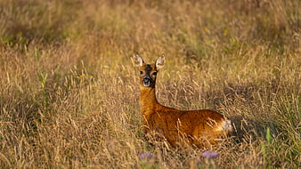 Young roe deer buck standing in golden meadow grass