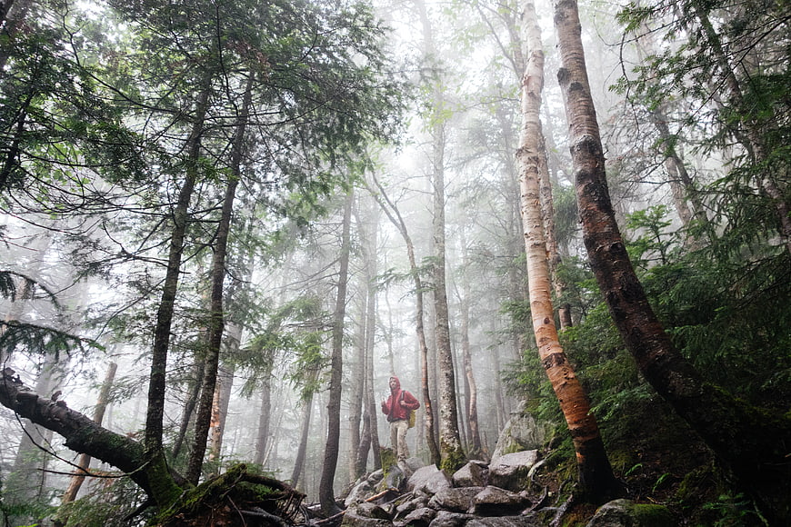 Hiker in Red Jacket Walking Through Misty Forest