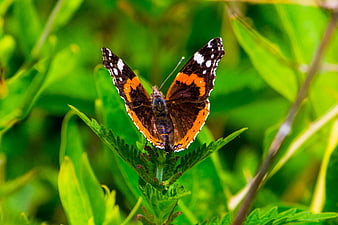 Red Admiral Butterfly on Green Leaf in Nature