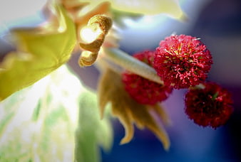 Close-up of red spherical flower clusters on a branch