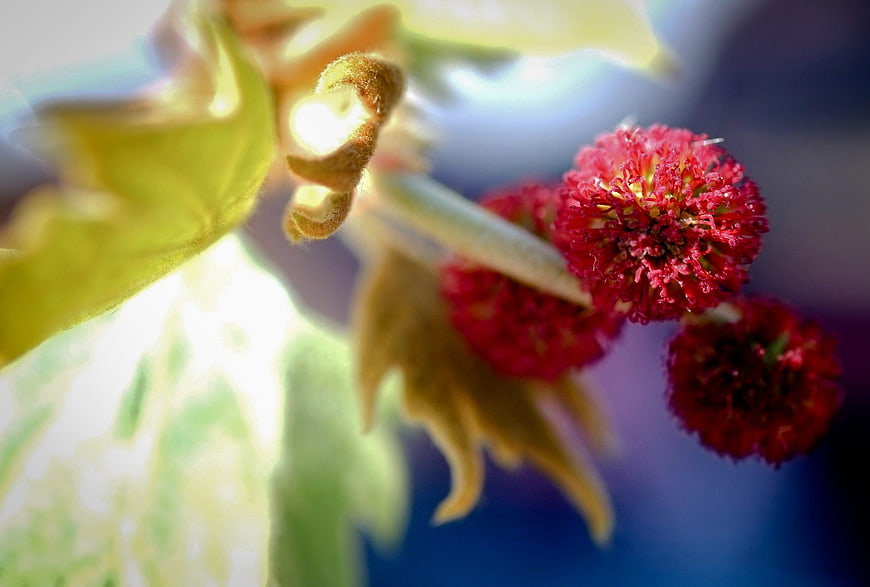 Close-up of red spherical flower clusters on a branch