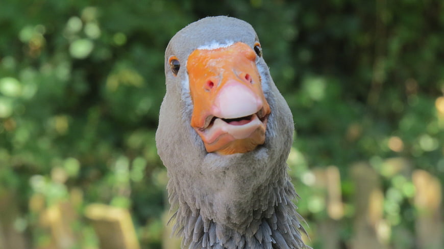 Close-up portrait of a grey goose with orange beak