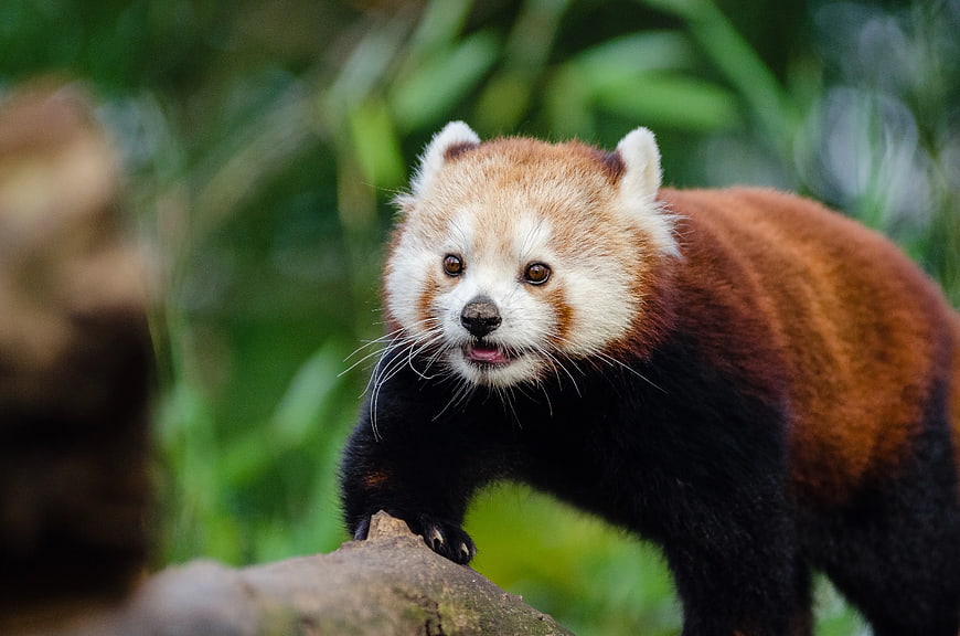 Cute Red Panda on Log in Natural Habitat