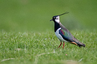 Northern Lapwing Bird Standing in Green Grass Field