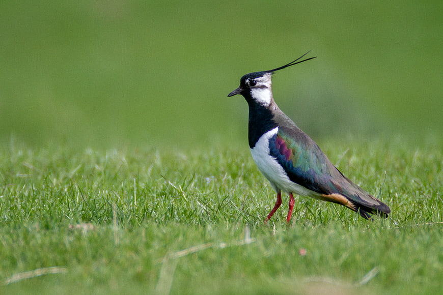 Northern Lapwing Bird Standing in Green Grass Field