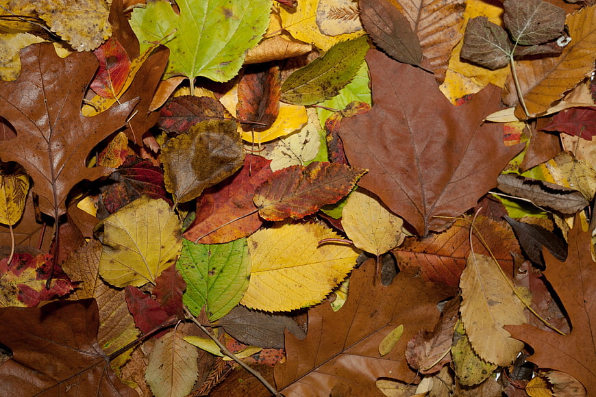 Top View of Colorful Autumn Leaves on Forest Floor