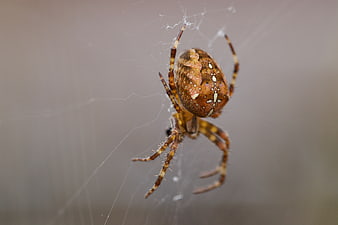 Macro Close-Up of Brown Garden Spider on Web