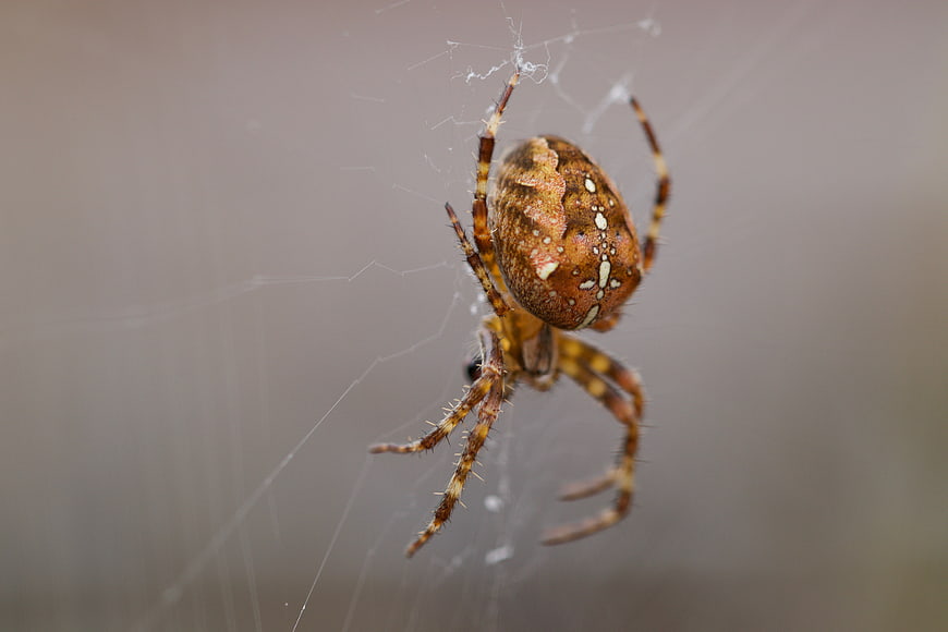 Macro Close-Up of Brown Garden Spider on Web
